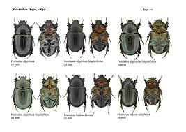 Image result for Pentodon