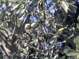 Image result for Voacanga thouarsii