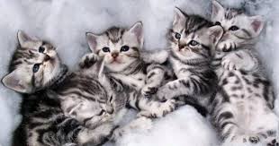 American Shorthair Kedisi Bakimi Ve Ozellikleri