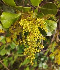 Image result for Searsia rehmanniana