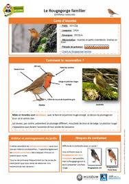 Rougegorge Familier Www Oiseauxdesjardins Fr En 2020 Oiseaux Des Jardins Documentaire Animaux Oiseaux Du Quebec