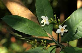 Image result for Tabernaemontana pachysiphon