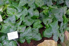 Image result for Cyanastrum