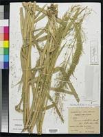 Image result for Panicum subalbidum
