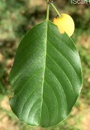 Image result for Berchemia discolor