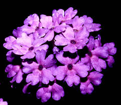 'blue princess' verbena (vervain) in antique rose emporium. Millennium Plantanswers Promotions For The San Antonio Area