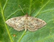 Image result for Anania perlucidalis