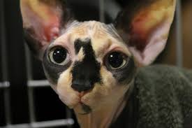The sphynx is an exotic looking medium size hairless cat and one that catches people's attention as soon as they set eyes on them. Little Known Facts About Hairless Cats Lovetoknow