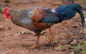 Pin Di Sabung Ayam