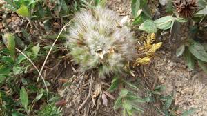 Image result for Lepidagathis scariosa