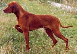 Dogs And Cats Breed Rovidszoru Magyar Vizsla Hungarian Short Haired Pointer Vizsla Rcvidszcr Magyar Vizsla Hungarian Vizsla Vizsla Dogs Beautiful Dog Breeds