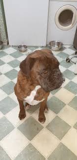 Puppies are lovingly cared for in our home and brought up around children. Boxers For Adoption In Ireland Home Facebook