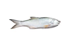 4:28 台灣索尼音樂 sony music taiwan 22 614 просмотров. Threadfin Senangi é©¬å‹é±¼ 500g Above Myfishman