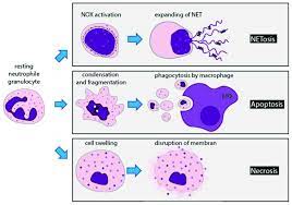 We did not find results for: Netosis Vs Apoptosis Necrosis Three Different Pathways Of Cellular Download Scientific Diagram