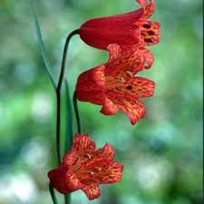 Image result for Streptopetalum