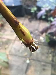 Image result for Berlinia orientalis