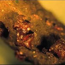 Image result for Synsepalum muelleri