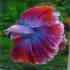 The origin of betta fish traces to. Pink Purple Blue Male Full Moon Betta Doubletail Betta Fish Live Aquarium Fish Betta