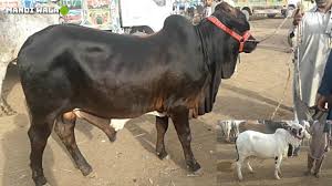 Amazing camel qurbani on eid 2020 best qurbani video. Current Lagne Se Qurbani Ka Janwar Halak Rain In Cow Mandi Cow Mandi 2019 Updates By Brain Light