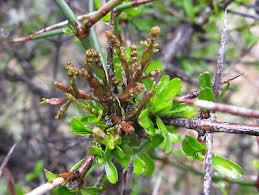 Image result for Moraea clavata