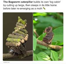 We did not find results for: Greenpeace Canada The Bagworm Caterpillar Gives A Whole New Meaning To The Term Shelter In Place Https Www Didyouknowdaily Com Photo Bagworm Moth Caterpillar Facebook