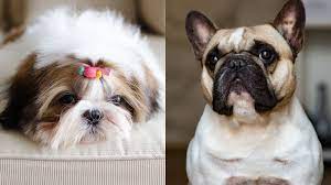 Created by icelandicorangutana community for 5 years. Low Energy Dog Breeds You Can Be Lazy With Simplemost