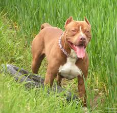Pin On Pit Bulls