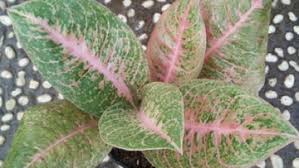 Hal dasar saat hendak merawat tanaman hias di dalam ruangan adalah memilih pot yang paling baik untuk kesehatan dan pertumbuhan tanaman ini. Bunda Ini Lho 5 Tips Jitu Merawat Tanaman Hias Aglaonema
