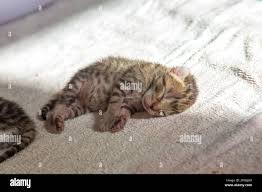 Kitty Tummy High Resolution Stock Photography And Images Alamy