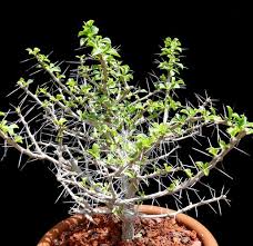 Image result for Pereskia