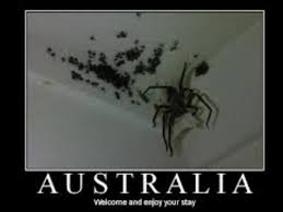 Australia Memes Google Search Australia Funny Spiders In Australia Australian Spider