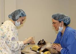 In 2011 i started my dental residency through the american. Emergency Vet In Colorado Springs Co Animal Hospital Of Colorado Springs