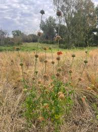 Image result for Leonotis nepetifolia