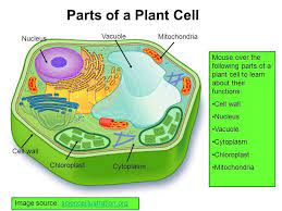Mitochondria are small structures, also called organelles, within cells, which are the building blocks of all living plants have predictable cell structures and only one cell type, so they're good for beginners. Draw The Neat Diagram Of Plant Cell Label The Following Parts In The Diagram Cell Wall Nucleus Brainly In
