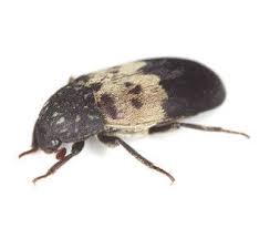 To buy bugs in the kitchen on amazon click here: Common Stored Product Insect Species Rentokil