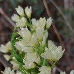 Image result for Rourea orientalis