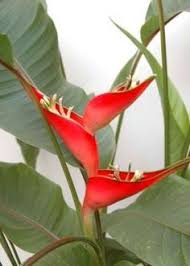 Heliconia Bihai Hogarmania Heliconia Plant Heliconia Flower Tropical Garden