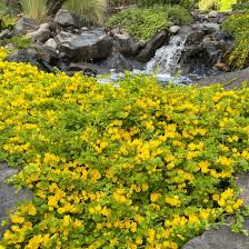 Image result for Lysimachia