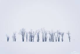 the tree line. by Kris Halsey Photography Wall Art