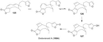 Image result for Deinbollia fanshawei