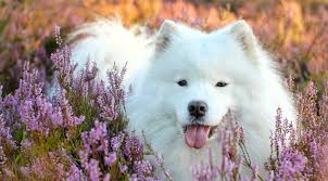 gstatic.com/