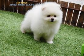 Race de chien miniature, son nom vient de la province de poméranie, aujourd'hui à cheval entre l'allemagne orientale et la pologne. Spitz Nain Blanc Spitz Allemand Nain Prix Spitz Nain Blanc