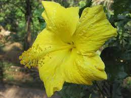 Hibiscus Wikipedia The Free Encyclopedia Hibiscus Showy Flowers Flowers