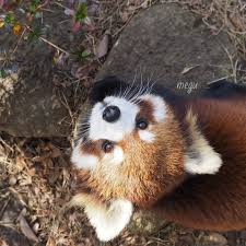Epingle Par Philbro Sur Pandas Roux Avec Images Panda Roux Panda Kawaii