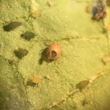 Pest management can be defined as the method of reducing or eliminating different types of unwanted creatures such as cockroaches, ants, wasps, bees some of these companies make use of insecticides for getting the job done, while others offer integrated pest management services. Integrated Pest Management I P M For Aphids Home Garden Information Center