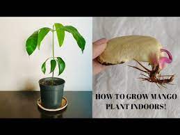 Mango is definitely my favorite tropical fruit. How To Grow Mango Plant Indoors Youtube