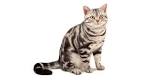 List of Cat Breeds | Petfinder