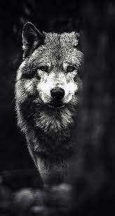 All of the wolf wallpapers bellow have a minimum hd resolution (or 1920x1080 for the tech guys) and are easily downloadable by clicking the image and saving it. White Wolf Android Hd Wallpapers Wallpaper Cave