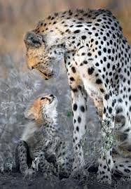 Cheetah Mother And Child Hayvan Bebekler Buyuk Kediler Ve Hayvanlar