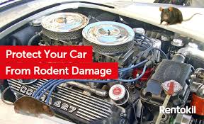 How to protect the car from rodents. How To Protect Your Car From Rats And Mice Rentokil